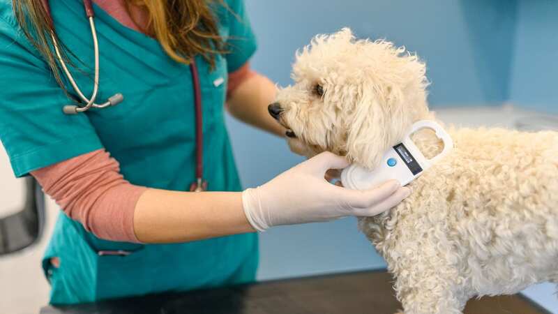 A vet scanning a Maltese dog (Image: Getty Images)