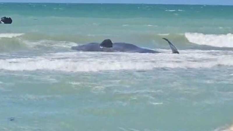 The whale was estimated to be about 50 feet(15 meters) long (Image: mainematthew/Tiktok)