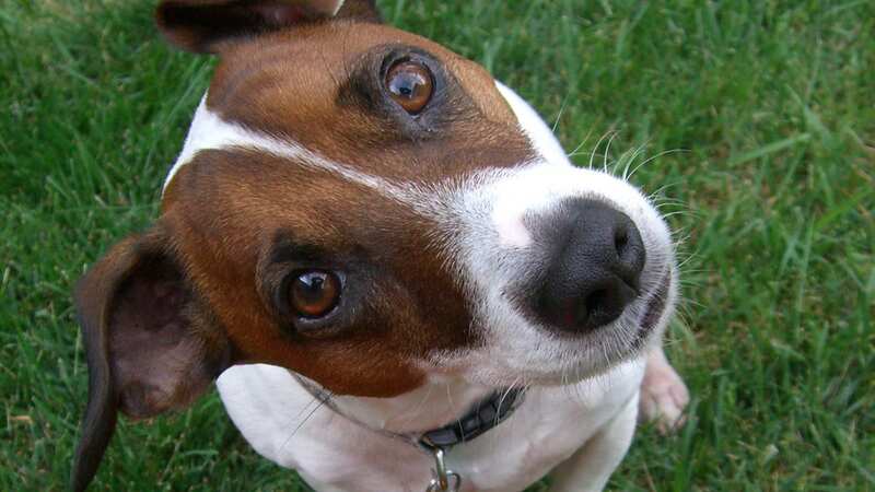 Vets could be charging pet owners too much (Image: Getty Images)