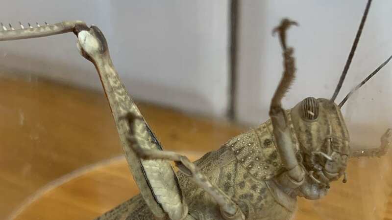 The locust found in Lee Westacott
