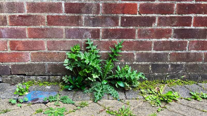 A gardening guru has shared her go-to weed killer on social media (Image: Getty)