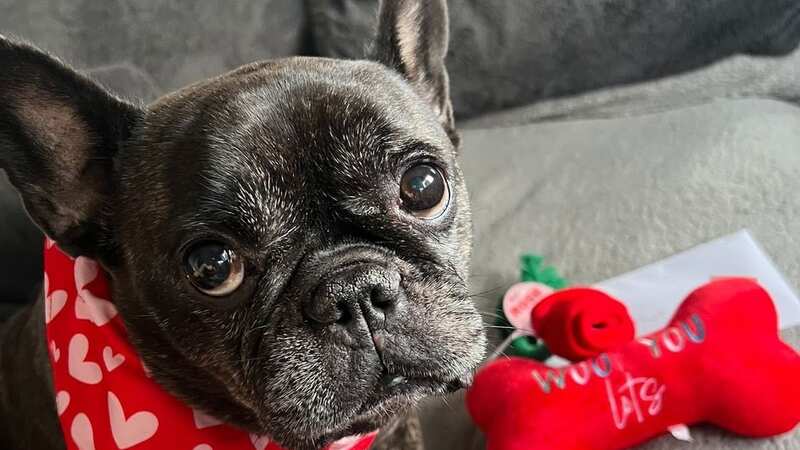 French Bulldog Peanut (Image: RSPCA/ Cavendish Press (Manchester) Ltd)