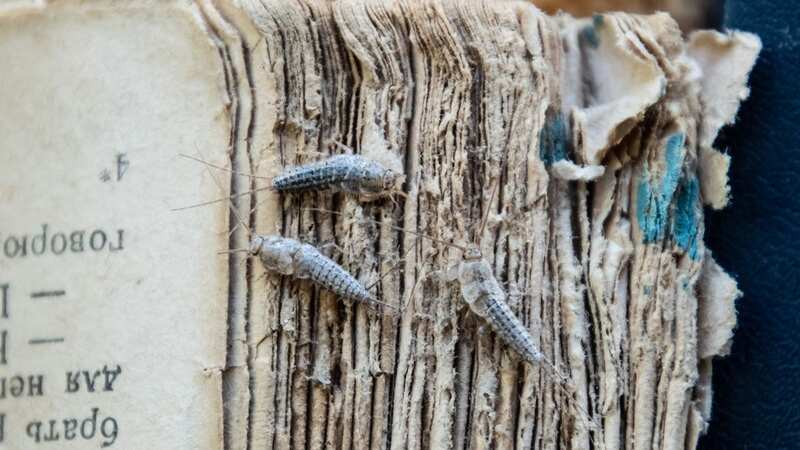 The bugs can take over your home laying 60 eggs a day (Image: Getty Images/iStockphoto)
