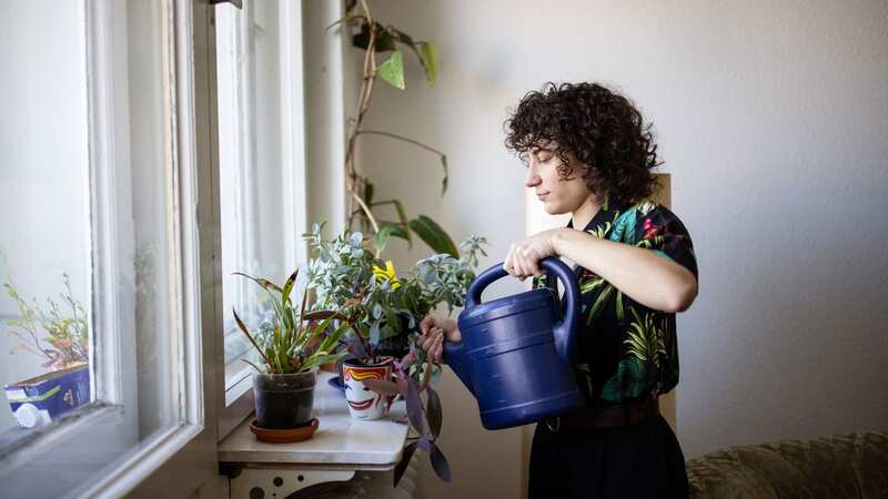 Certain plants can help to banish mould (Stock Image) (Image: Getty Images)