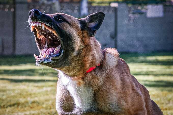 Baby girl ‘critical’ after being mauled by dog at her home in Cheltenham