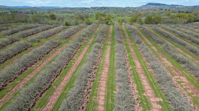 Brewing giant Heineken has cut down an orchard to sell the land