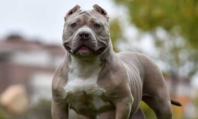 Woman mauled to death by her pet XL Bullies in east London home