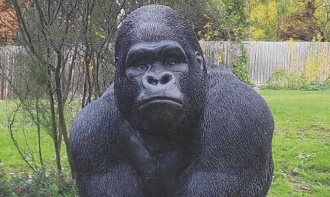 Affectionately referred to as Garry, the 1.5-metre gorilla statue was allegedly stolen from Leith Park retirement village. Photograph: Victoria police