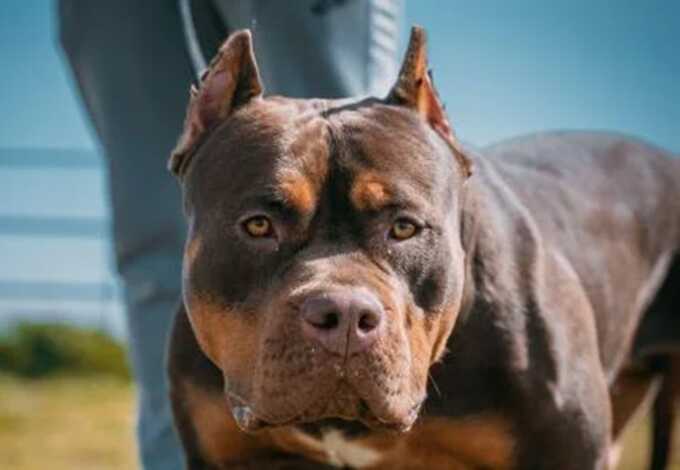 Baby girl fights for life after attack by ’XL Bully’ dog
