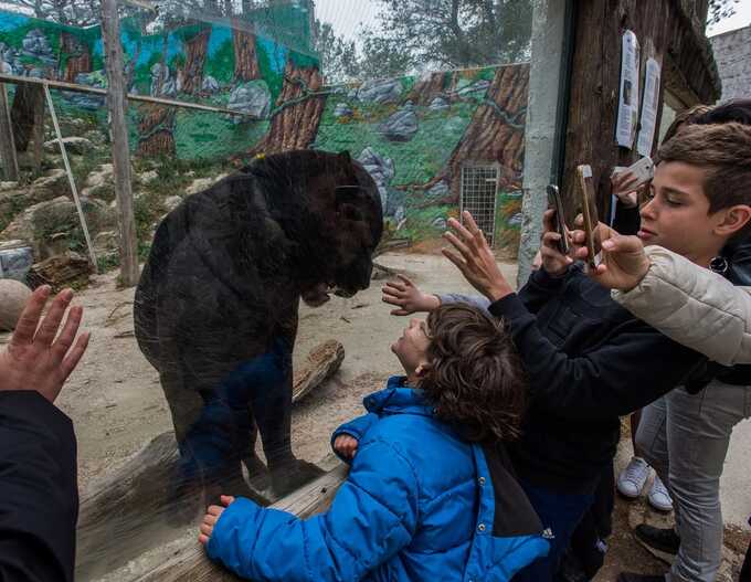 Last photos of zoo visitors before animal attacks