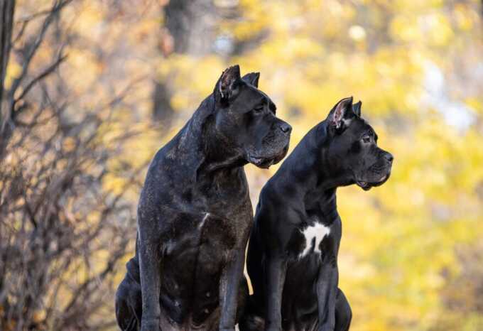 Three children attacked by their pet dogs within a 48-hour period
