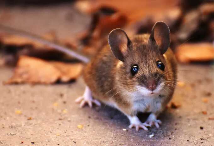 Mold, mice, and droppings among issues discovered at Whitehall’s restaurants and bars