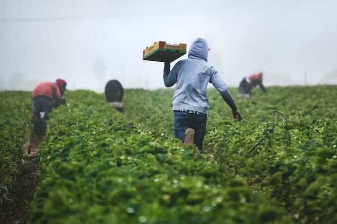 Farmers collecting their harvest. Pic: Oddbox