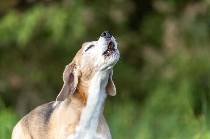A dog howling. Pic: A Pup Above