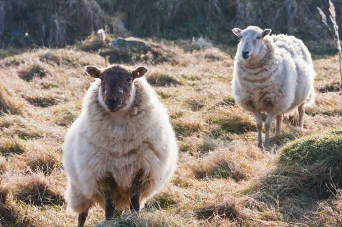 Welsh farmer given suspended sentence for stealing 73 pregnant sheep