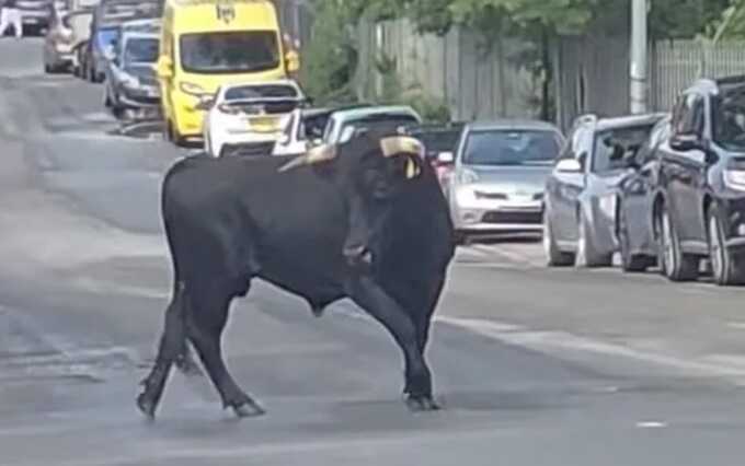 Running bull spotted on the streets of Birmingham