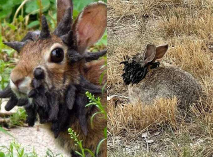 ‘Frankenstein rabbits’ with black growths on faces spotted in US