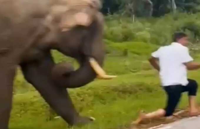 In India, tourist nearly crushed by elephant after selfie with camera flash