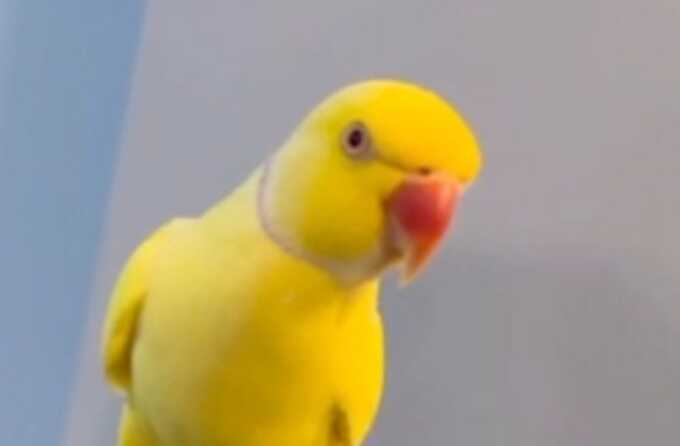 Talking parrot helps police expose drug gang