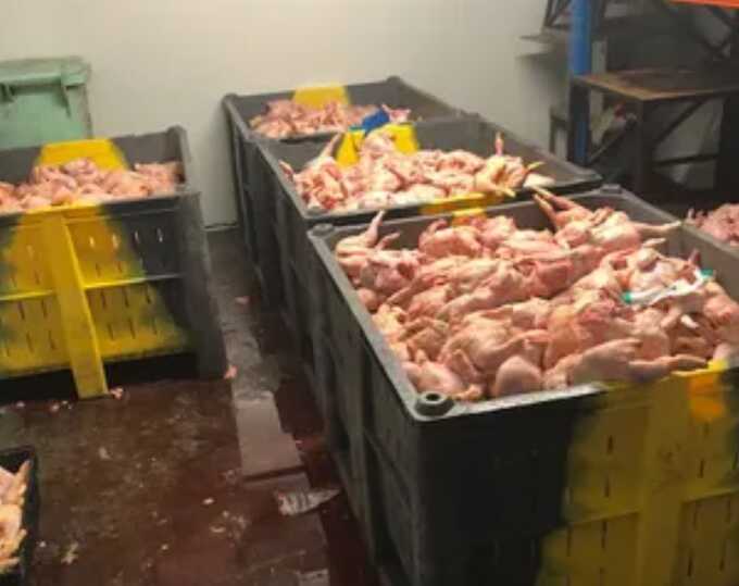 Trading Standards uncover 1.9 tonnes of unsafe meat in shocking pet food scam