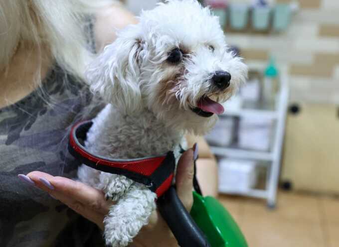 London’s “whole food for dogs” trend grows 500% in a year