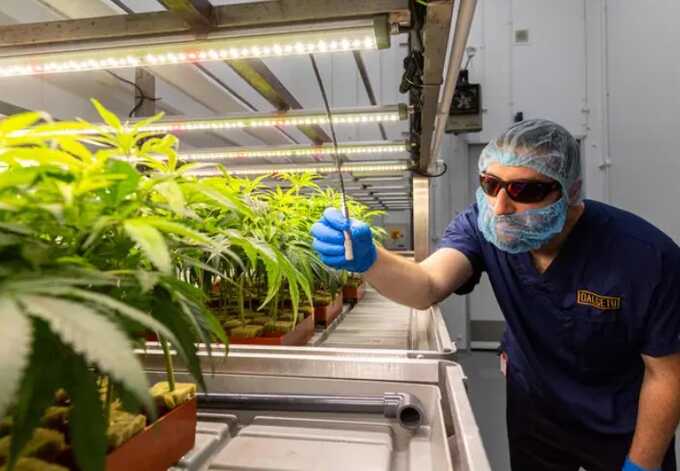 UK medicinal cannabis industry faces soaring demand