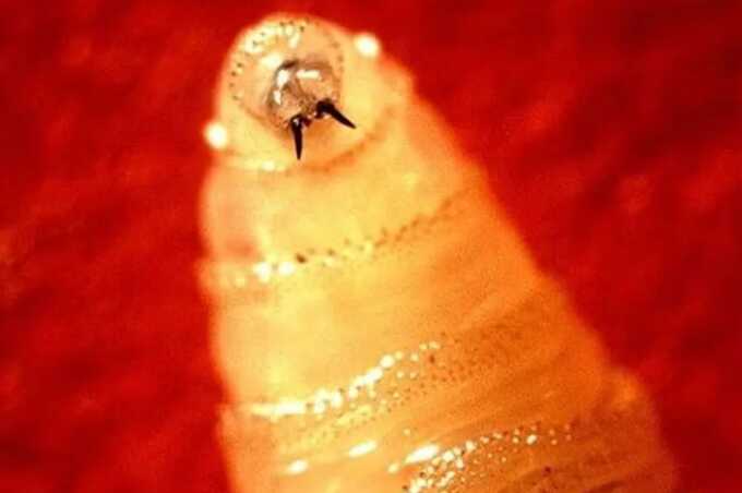 Mexico initiates emergency measures after flesh-eating worm detected near US border