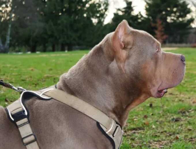 10-year-old girl killed by family’s XL bully dog in Yorkshire