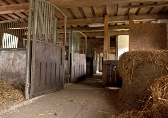 22-year-old pleads guilty to sexual activity with horse in Redruth