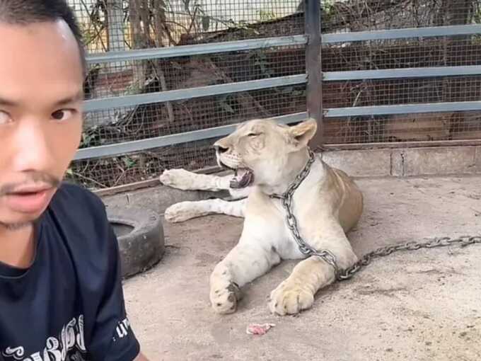 Pet lion owned by Thai TikToker mauls boy and man after escaping cage