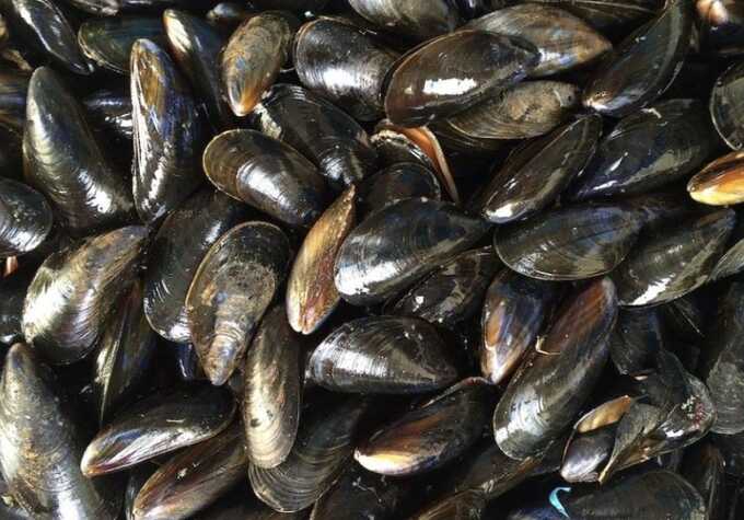 UK mussel exporter loses £150,000 after French customs reject shipments