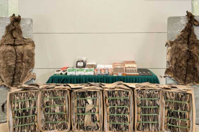 Hong Kong customs seize over 150 tonnes of donkey skins