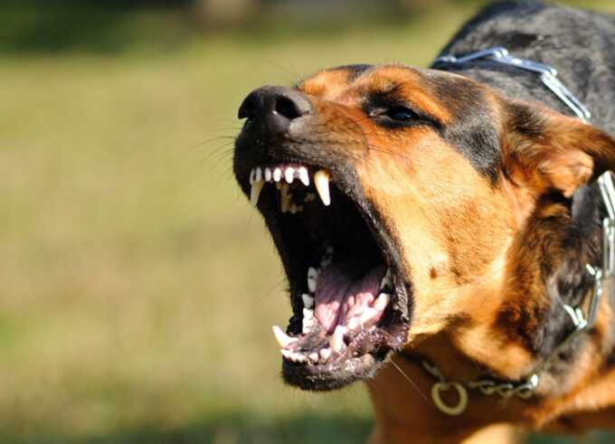 Gwent Police investigate fatal dog attack that killed infant