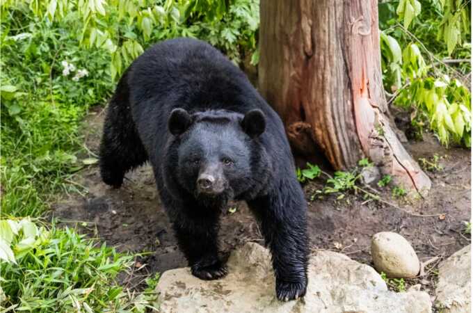 Bear attacks in Japan surge as man injured in latest incident