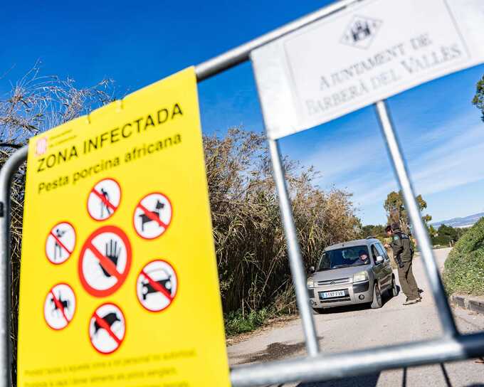 Spain investigates leak of "laboratory" swine fever strain in Catalonia