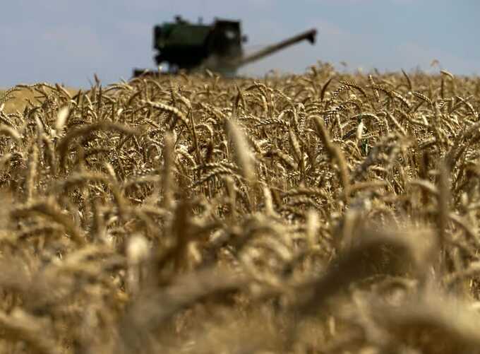 Turkish mill receives wheat from sanctioned Russian company