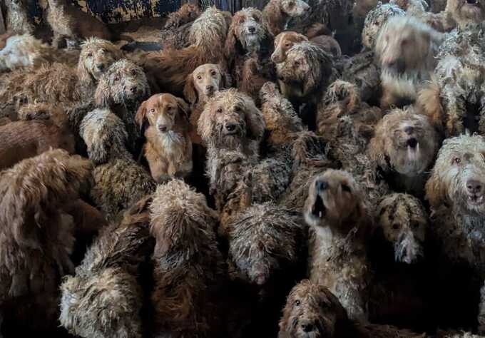 More than 250 poodles found crammed inside breeder’s home in shocking rescue