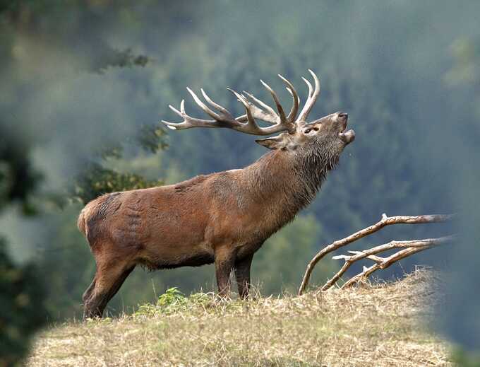 Scotland spends £134m battling soaring deer population as environmental damage mounts