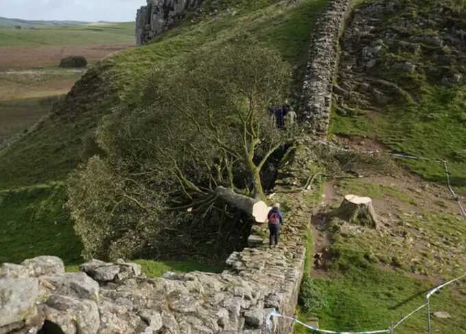 Man who cut down Sycamore Gap tree released from prison early