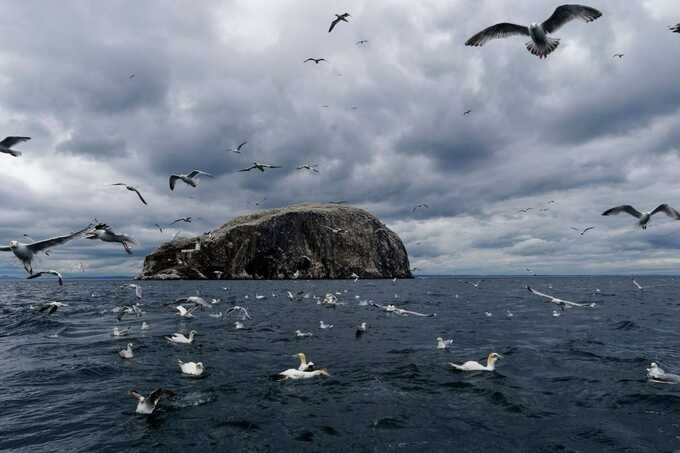 RSPB buys two Scottish islands with £586,000 public backing to protect seabirds