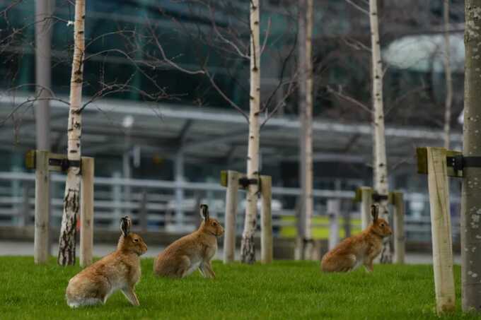 Chaos at Dublin Airport as runaway bunnies halt planes on runway