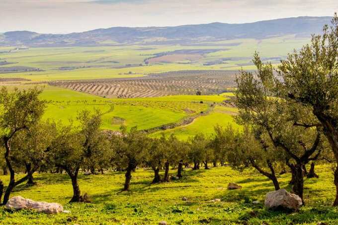 57 convicted in €1.7m EU farm subsidy fraud as EPPO probes Greek officials