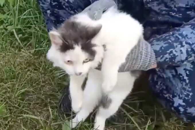 Russian prison intercepts cat carrying drugs hidden in homemade collars