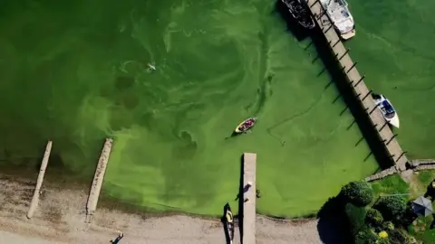 Save Windermere Algal blooming on Windermere in August 2022 dqxikeidqkikdinv