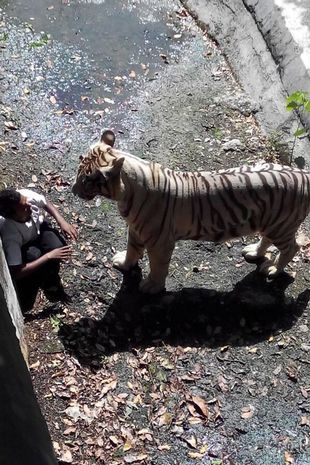 Maqsood Khan and a tiger dqxikeidqkikdinv