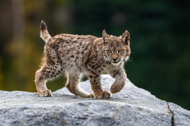 Lynx in green forest with tree trunk. Wildlife scene from nature. Playing Eurasian lynx, animal behaviour in habitat. Wild cat from Germany. Wild Bobcat between the trees; Shutterstock ID 1842293665; purchase_order: -; job: -; client: -; other: - dqxikeidqkikdinv