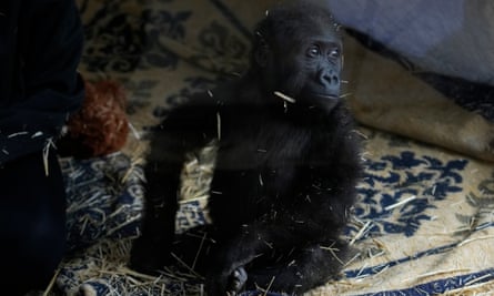 Zeytin, the 5-month-old male gorilla infant who was rescued at Istanbul airport.  dqxikeidqkikdinv