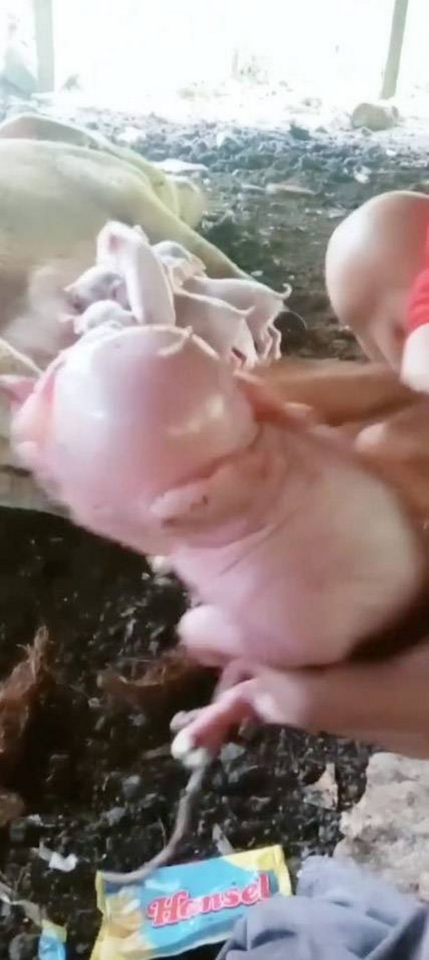 A piglet with birth defects. dqxikeidqkikdinv