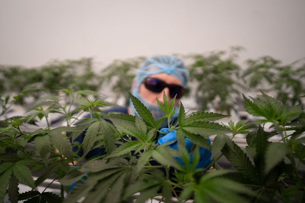 Man tends to cannabis plants dqxikeidqkikdinv