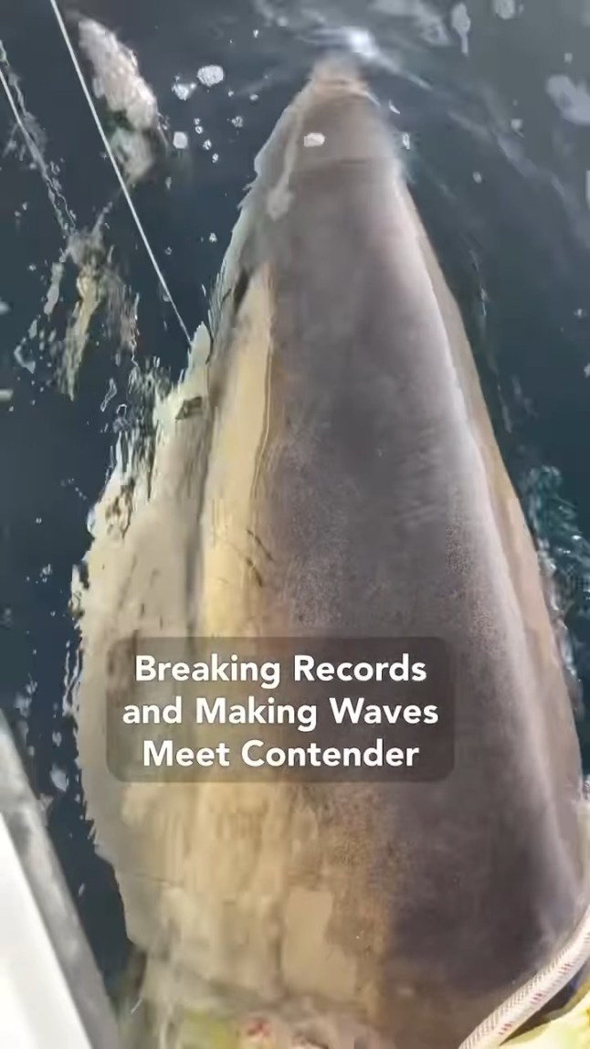 ’Largest shark ever’ caught in Atlantic - Contender is the largest male white shark ever caught, SPOT tagged, released and now studied in the NW Atlantic white shark population! The SPOT tag deployed on Contender will provide valuable real-time data for approximately five years, helping us track his movements and understand his migration patterns. Additionally, we?ve collected important biological samples, including urogenital material, which are currently being analyzed. Follow Contender?s journey on the OCEARCH Global Shark Tracker www.ocearch.org/app #OCEARCH #SharkTracker #WhiteSharks #OceanConservation #SharkResearch #FactsOverFear #MarineScience 4d dqxikeidqkikdinv